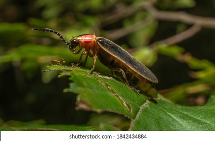 Firefly Macro, Close Up Photograph Of A Lightning Bug.