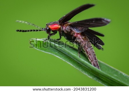 A firefly on  a leaf in the garden in the summer, ready to fly away