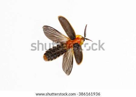 Firefly  (Pyrocoelia praetexta) on white background