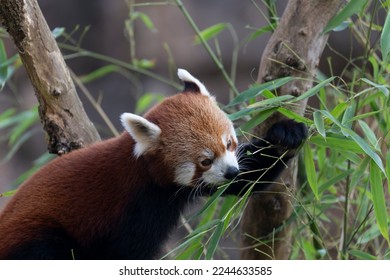 Firefox or red panda or lesser panda Ailurus fulgens in close view - Shutterstock ID 2244633585