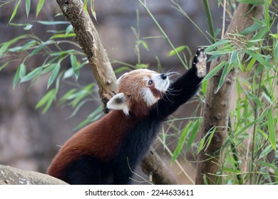 Firefox or red panda or lesser panda Ailurus fulgens in close view - Powered by Shutterstock