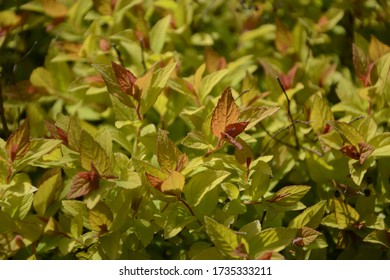 77 Goldflame spirea Images, Stock Photos & Vectors | Shutterstock