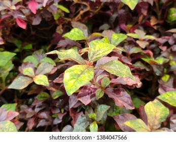 Firepower Nandina Plant Flourishing Under Overcast Ambient