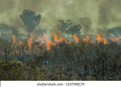 Fires in the Amazon forest - global climate change. Burning rainforest.