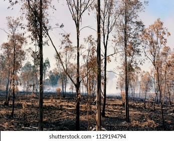 Fires In Israel That Caused From Burning Kites And Balloons That Sent From The Gaza Strip To Israel By The Terror Organisation 