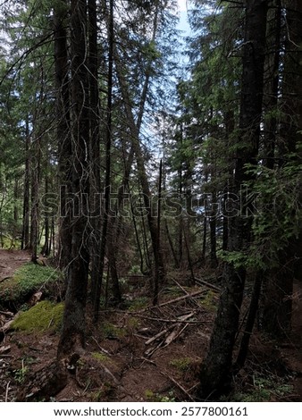 Firest hiking path with branches