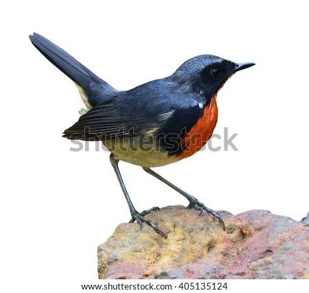 Similar – Image, Stock Photo bird Life Nature Plant