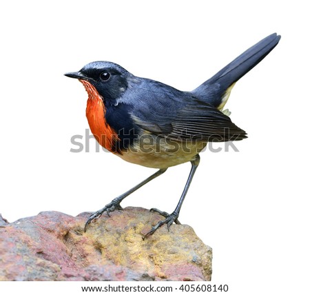Similar – Image, Stock Photo bird Life Nature Plant