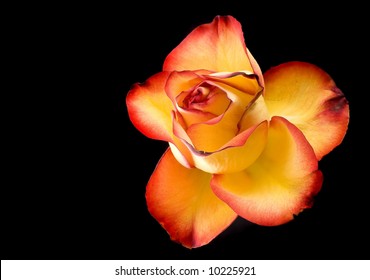 Red Tipped Yellow Roses High Res Stock Images Shutterstock