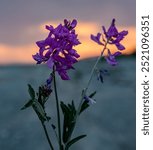 Fireweed in an Alaskan sunset