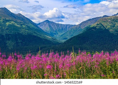 Fireweed In Anchorage Alaska In The Summer