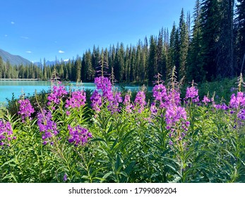 Fireweed blooming beside Emerald Lake in Yoho National Park, BC, Canada