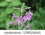 Fireweed blooming at Temperance River State Park