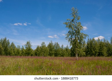 Fireweed Field Plant With Pink Flowers