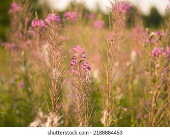 Fireweed Flower Wild Macro Field