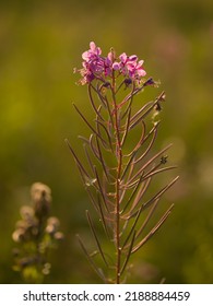 Fireweed Flower Wild Macro Field