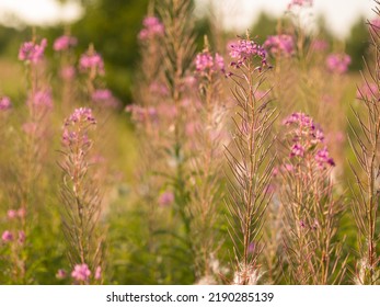 Fireweed Flower Wild Macro Field