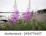 Fireweed flowers in bloom at Lake Camp Boat Launch. Katmai National Park and Preserve. Alaska. USA.                