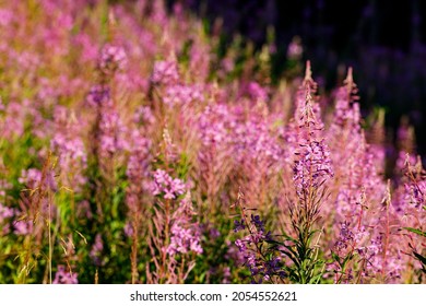 Fireweed Flowers are blooming in the carpathian forest