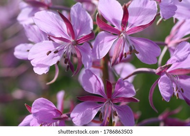Fireweed flowers. Ivan-tea. Medicinal grazing in the natural environment. Macro photo. Summer in the field.