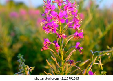 Fireweed flowers on the meadow, close-up. Beautiful pink purple flowers of Fireweed for publication, design, poster, calendar, post, screensaver, wallpaper, postcard, card, banner, cover, website