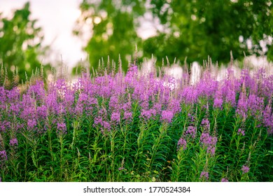 Fireweed flowers in the sunset wallpaper