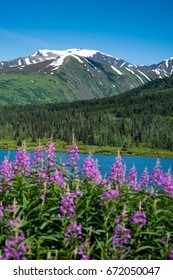 Fireweed In Front Of A Lake And Mountain With Blue Sky In The Summer In Alaska