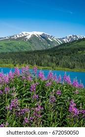 Fireweed In Front Of A Lake And Mountain With Blue Sky In The Summer In Alaska