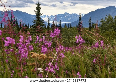 Fireweed with glacier in the background on a cloudy summer day in Alaska on the Glenn Highway. 
