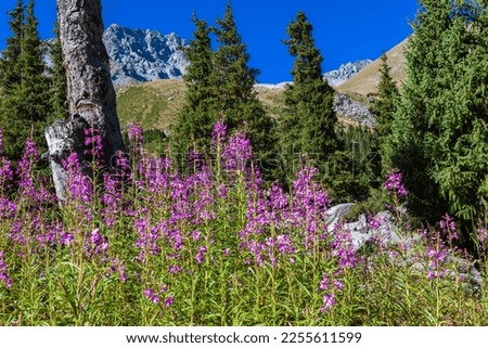 Fireweed in the mountains of the Trans-Ili Alatau in a natural park near Almaty. Asia. Kazakhstan