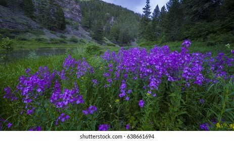 Fireweed On The Shoreline, Smith River State Park, Montana