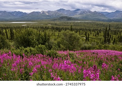 Fireweed at a pullout  on a cloudy summer day in Alaska on the Glenn Highway.