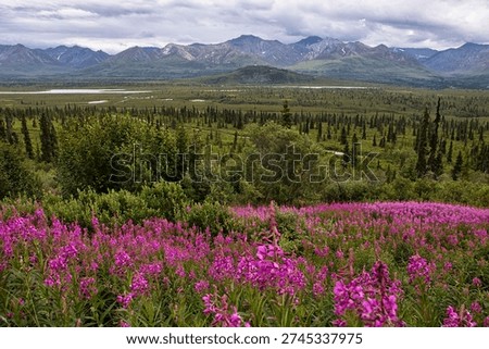 Fireweed at a pullout  on a cloudy summer day in Alaska on the Glenn Highway.