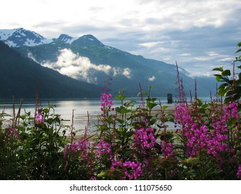 Fireweed, Southeast Alaska