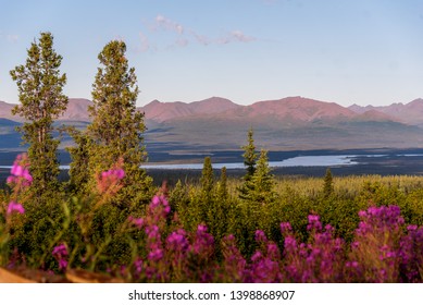 Fireweed and spruce trees with mountain and Susitna River background on Denali Highway, Alaska