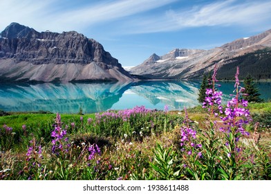 Fireweed wildflowers boardering Bow Lake in Banff National Park Alberta Canada - Powered by Shutterstock