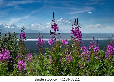 Fireweed wildflowers in the foreground of Mt. Denali (formerly Mt. McKinley) in Denali National Park on a sunny, slightly hazy day