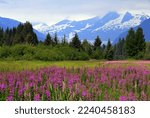 Fireweek wildflower field at Brotherhood bridge in the forefront of Mendenhall Glacier, Juenau, Alaska 