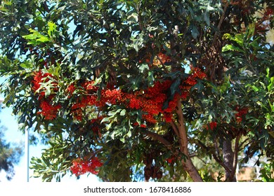 A Firewheel tree in bloom with orange / red flowers