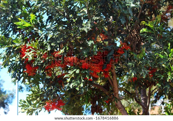 firewheel tree