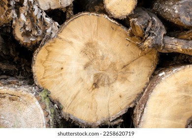 Firewood, a natural resource for energy production - Shutterstock ID 2258620719