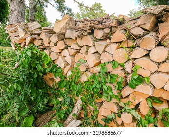 Firewood Stacked In A Pile For Winter Heating With Fireplace Or Stove. Big Stack Of Firewood And Bio Fuel Being Stored For Gas Shortage. Europe Energy Crisis.