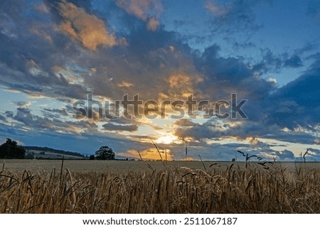 A firey red dramatic sky and sunset over a field of golden barley near Painswick, The Cotswolds, Gloucestershire, UK