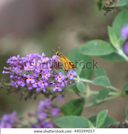 Firey Skipper