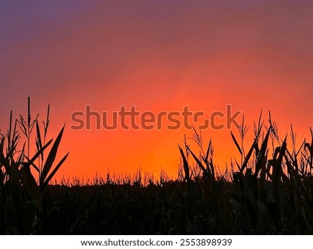 Firey sunset in the cornfields