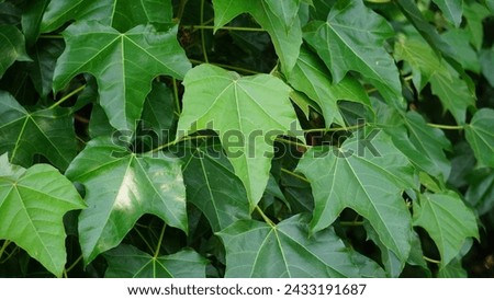 Firmiana simplex (Chinese parasol tree, Chinese parasoltree, wutong). This plant is self-fertile, and its seeds spread readily, especially along watercourses