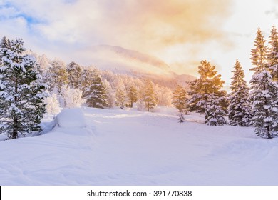 Firs With Sunrise, Winter