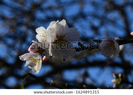 the first almond blossoms in the province of Alicante, Costa Blanca, Spain, January, 2020