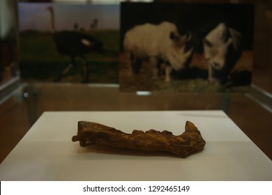 First Animal Jaw Bone