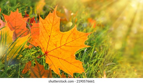 First Autumn Leaves on green grass in park. Autumn scene with falled leaves in sunny day. Colorful maple leaves. Banner - Shutterstock ID 2190576661